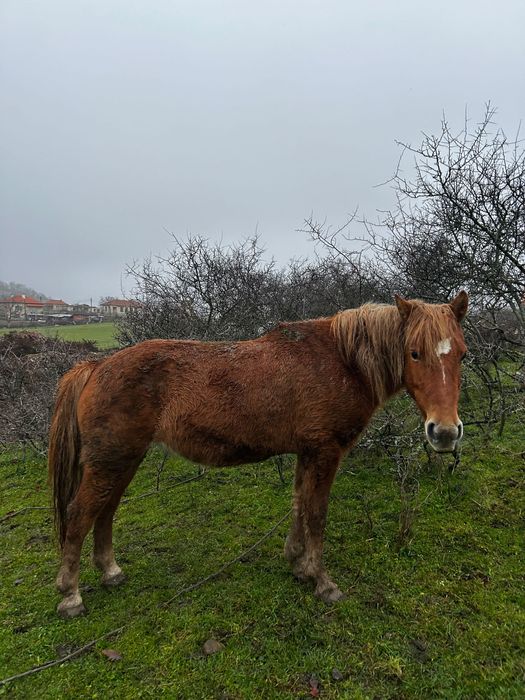Продавам Кон за 1800лв