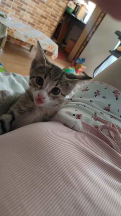 Отдам котят в добрые руки