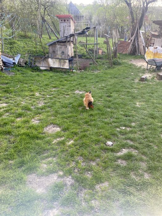 Gaini de rasa si cocosi de rasa brahma si windotte