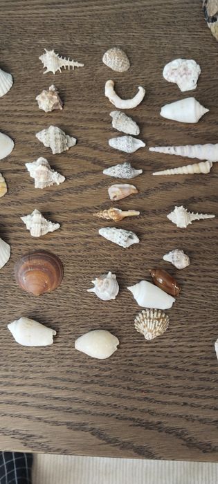 Ракушки.  Морское , речные.