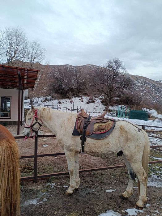 Айғыр, ат, лошадь