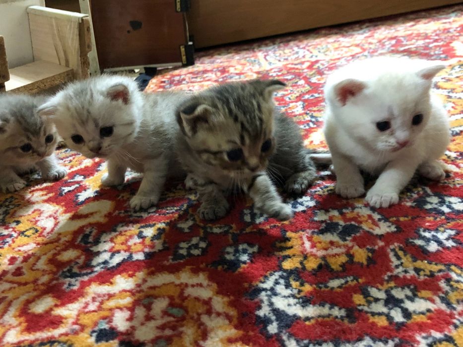 Мушук скотиш ва британски шиншила