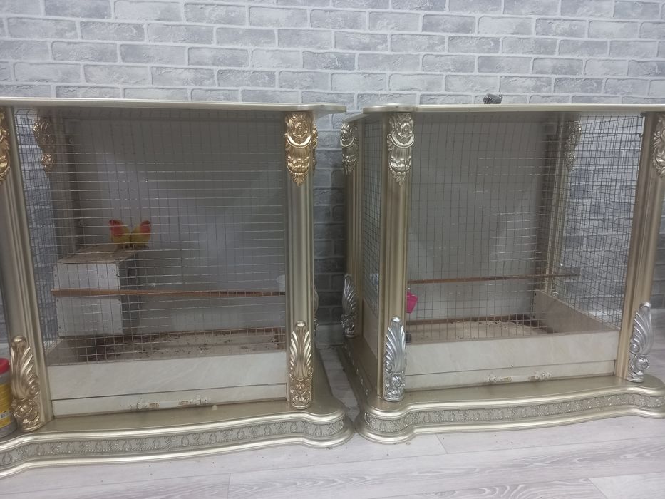 Попугаи неразлучники