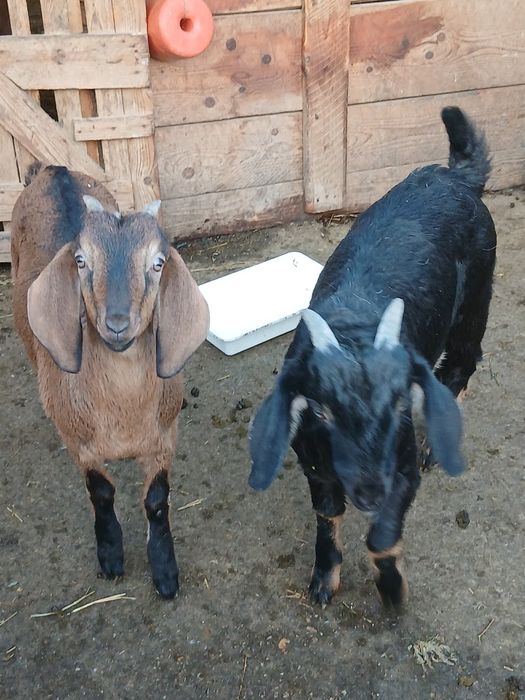 Ieduta si tapisor Anglo-Nubian