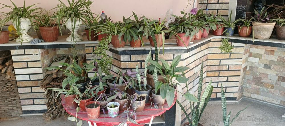 Гуллар сотилади хар хил размерда ва Хар турда