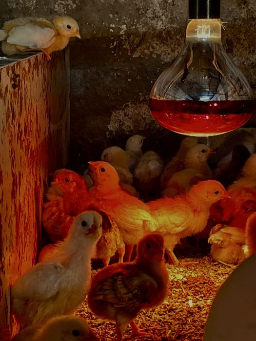 цыплята Адлерские