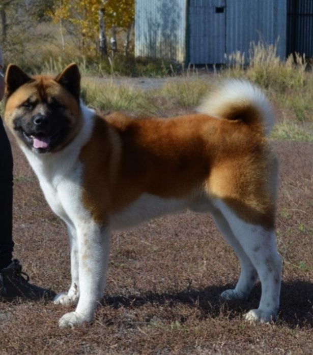 Американская Акита