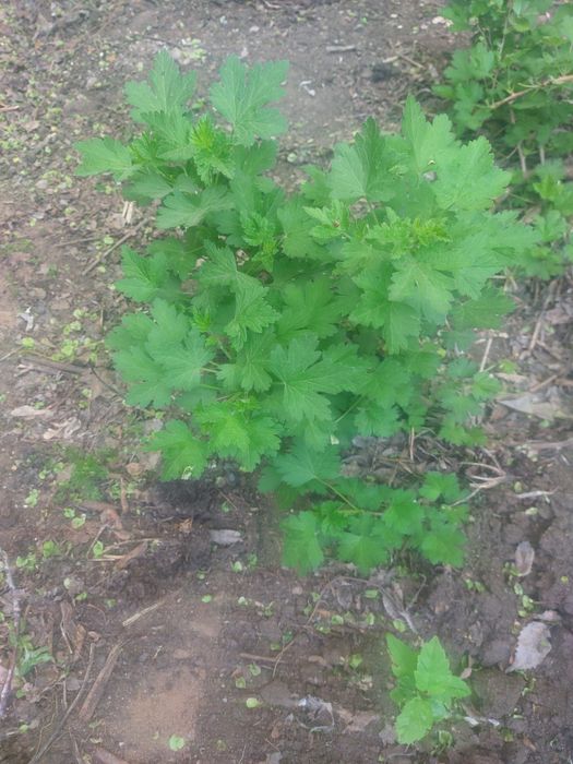 Крыжовник кустики