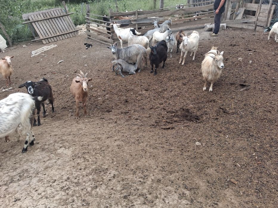 Vand capre  cu iezi ,bune de lapte