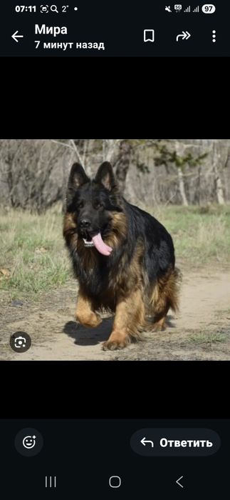 Овчарка 10 мес сучка