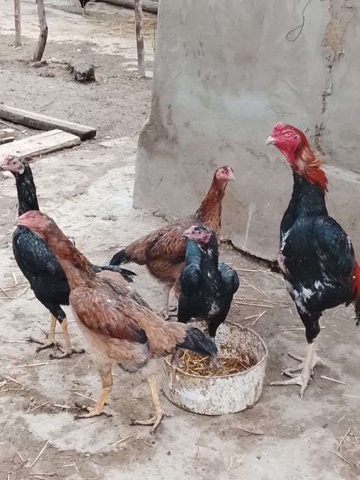 Продам петуха апрельский