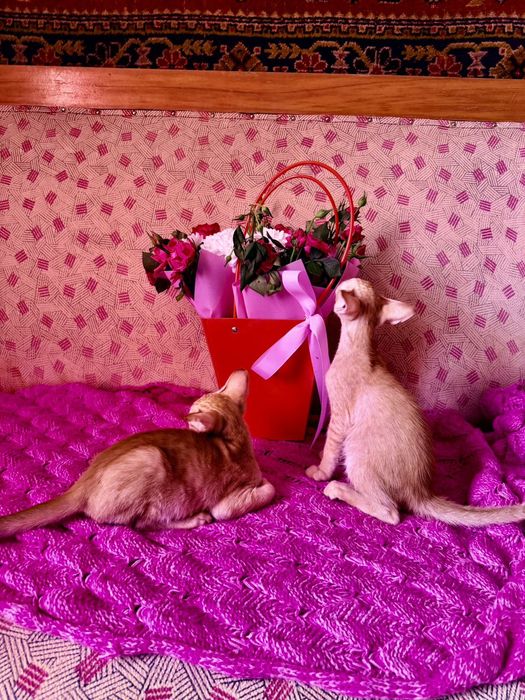 Ориентальные котчта