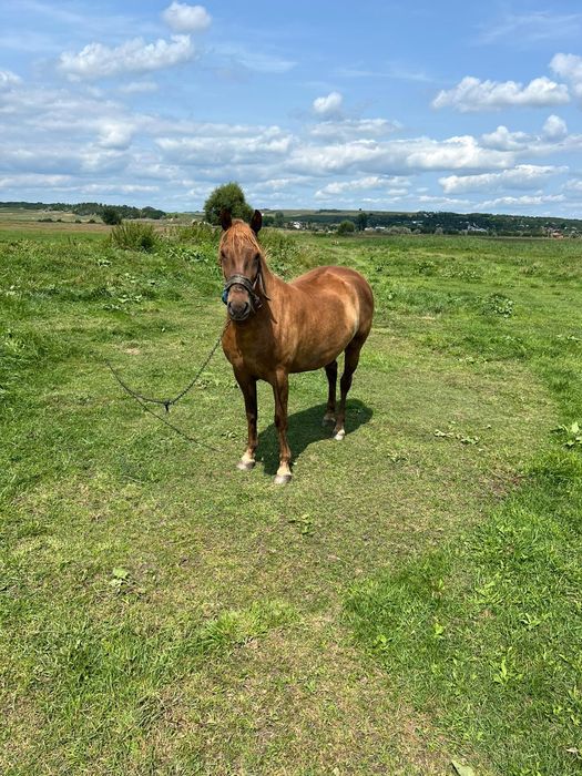 Vând mânză în vârstă de 2 ani