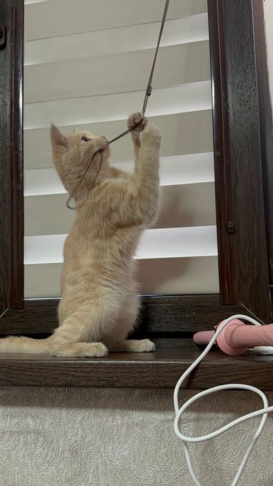 Оттад котенка  мальчик