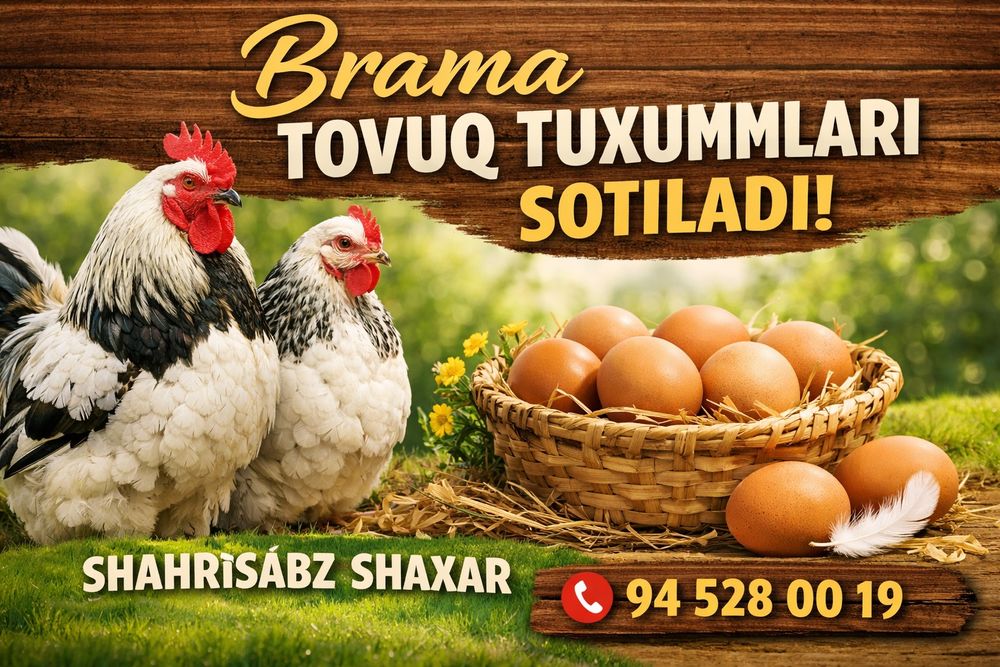 Zotdor brama tovuq tuxumlari. Ishonchli