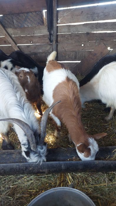 Capre tinere cu iezi