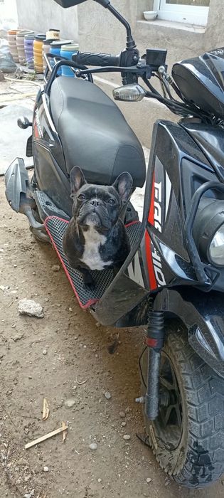 Продам француского бульдога