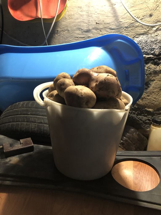 Продам дачную картошку
