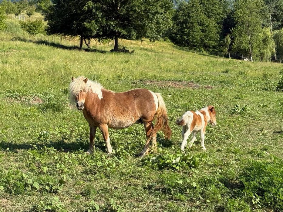 De vânzare pui de ponei