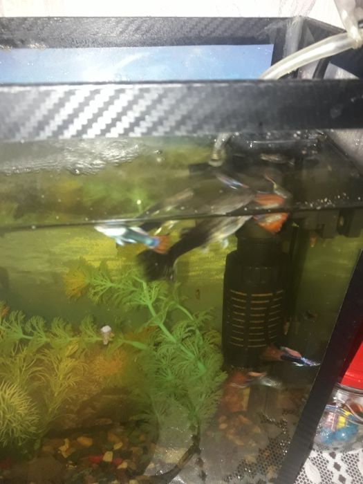 продам  рыбок  не дорого   гупи