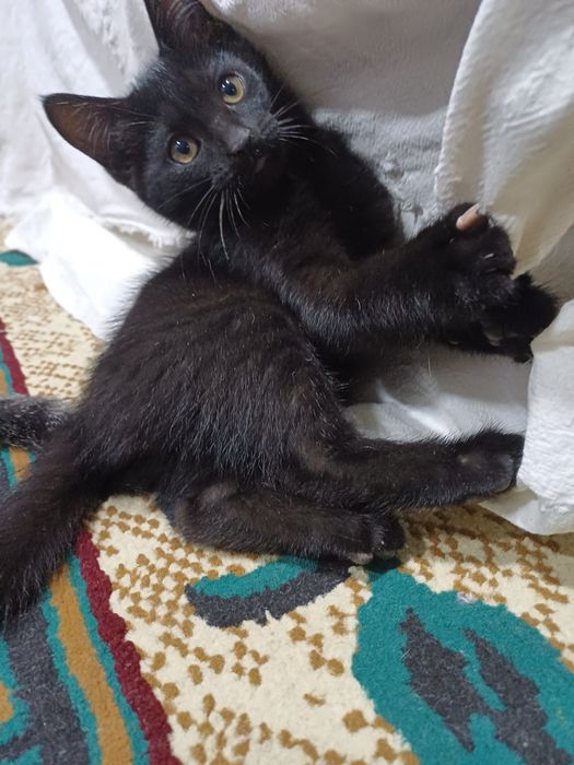 Отдам котят в добрые руки