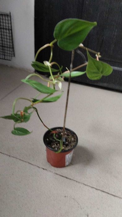 Продам комнатные цветы