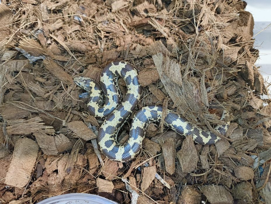 Кенийска Пясъчна Боа / Eryx colubrinus