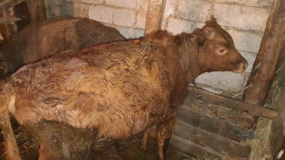 Продам бычка стоит на откорме