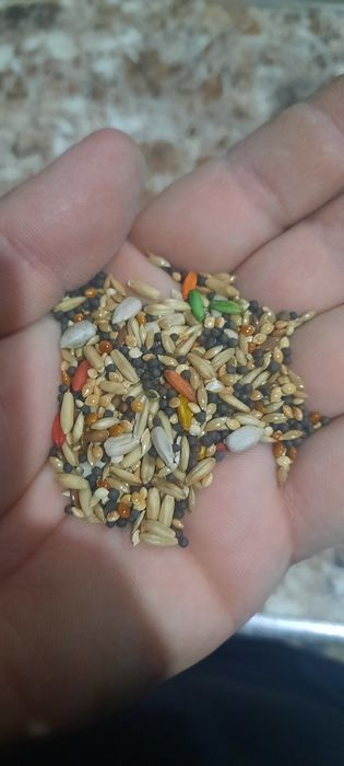 Канарейка 15.000тг