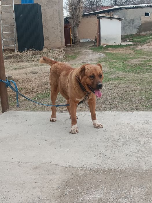 Сатылады ургашы ит