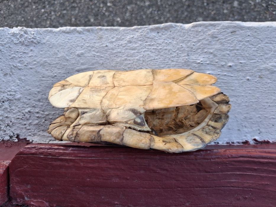Testoasa broasca carapace