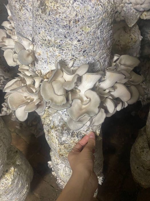 Замбуруклар сотилади,
Замбурук салатлар сотилади, 
Уйда устирилган хеч