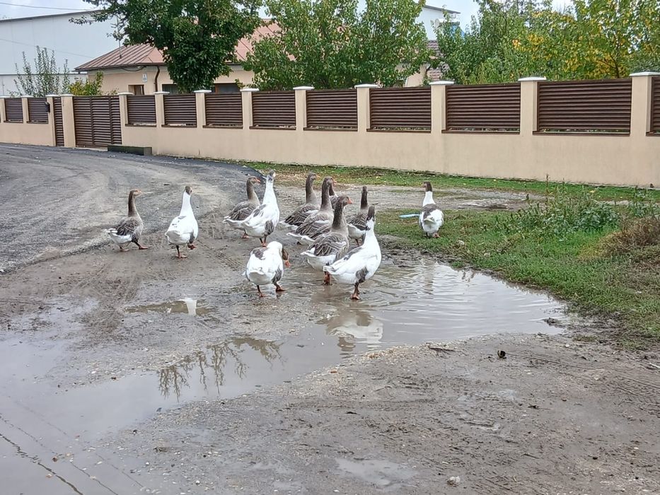 Vand 5 gascani Bio