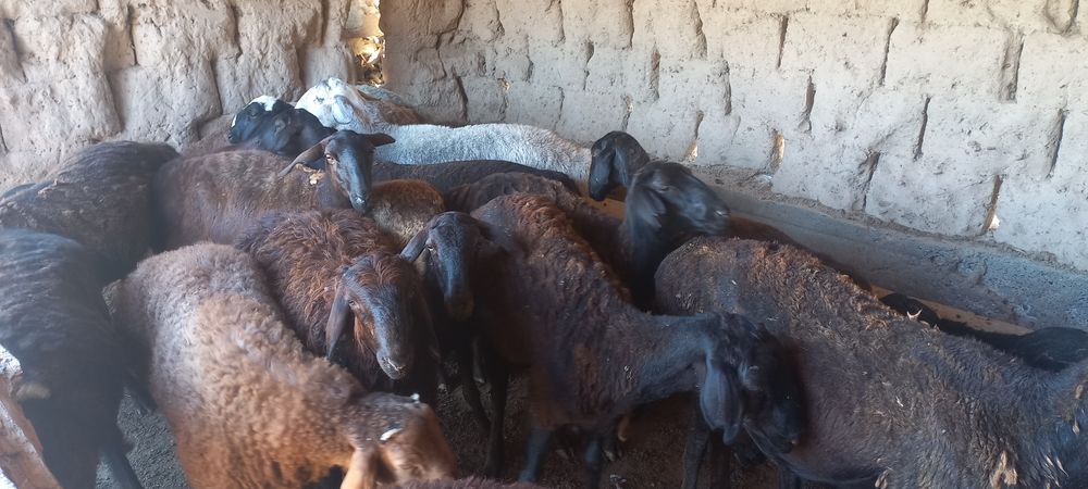 Қозы. Тоқты қошқарларды ұйытып  сатылады.