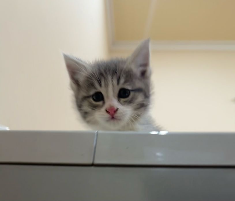 Отдам даром в добрые руки