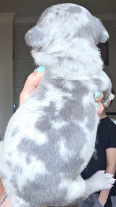 Продам щенков американский булли