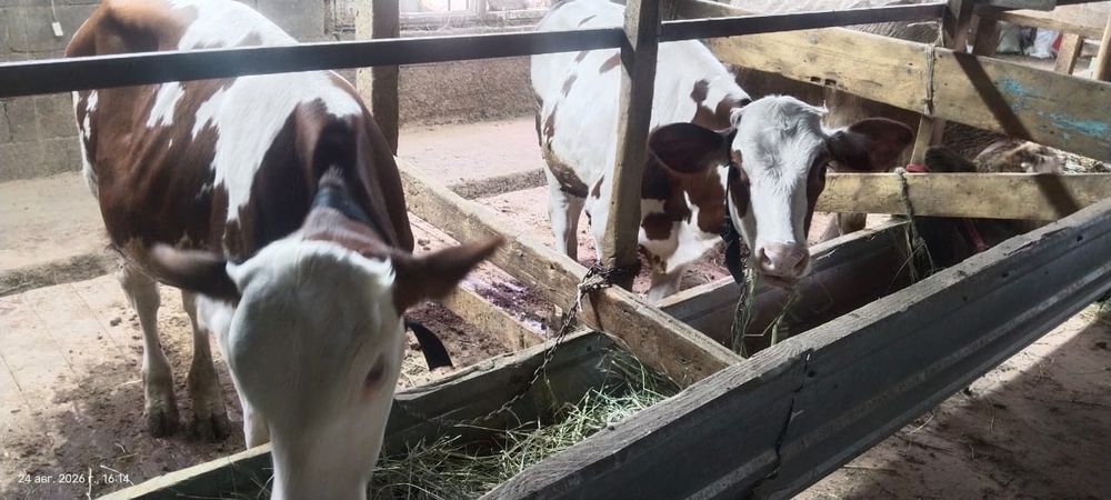 Продам трех породистых  бычков