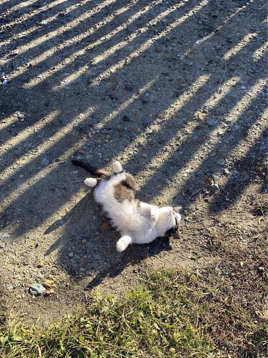 Котенок в добрые руки