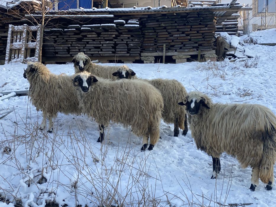 Turcana breaza de hateg