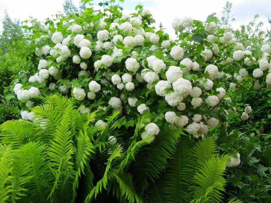 Ховли  6 сотик 5 хона Гулчилар  Кибрай р. ИПОТЕКА курамиз ТТЗдан 7 км