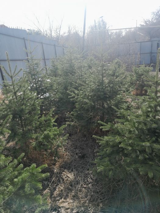 Продам  ёлки      тяньшанка