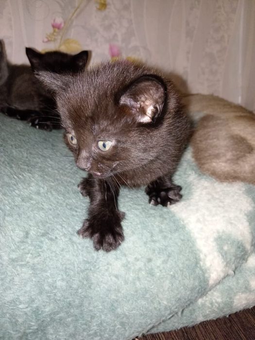 Отдам котят в добрые руки