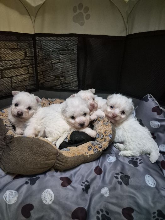 Болонки 3 момченца и 1 момиче