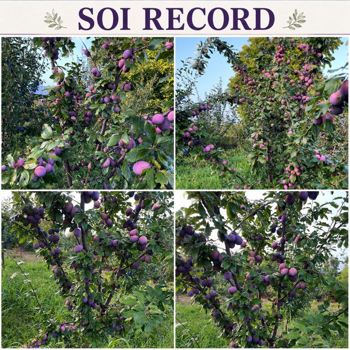 Prune de vânzare