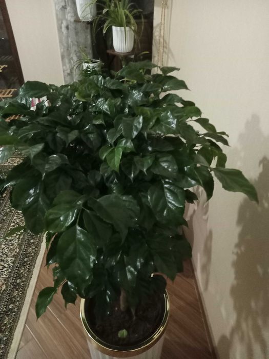 Цветы для дома и оффиса в идиальном состоянии с гаршком