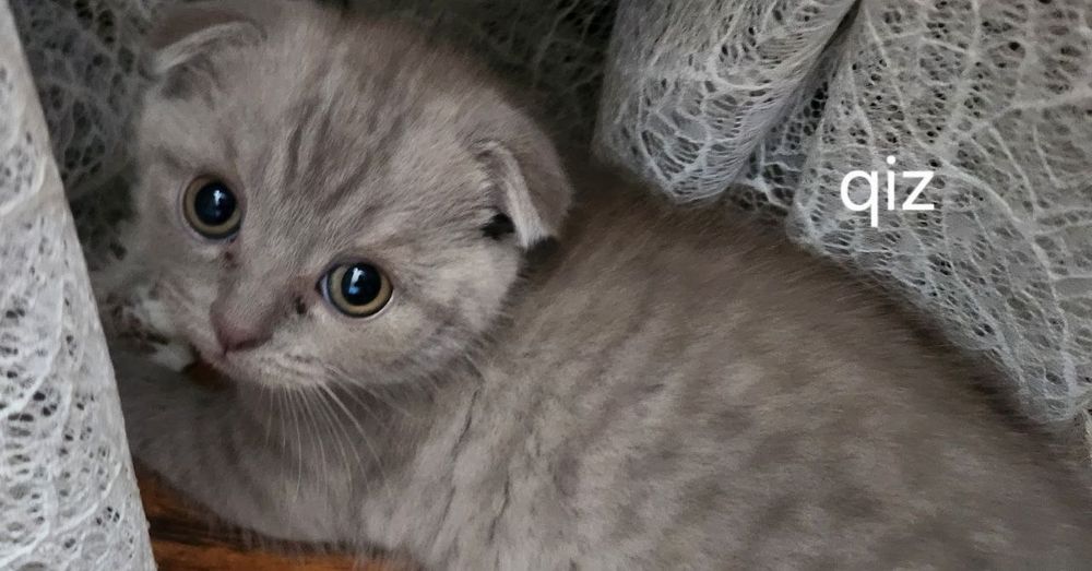 Милые котята ищут любящий дом