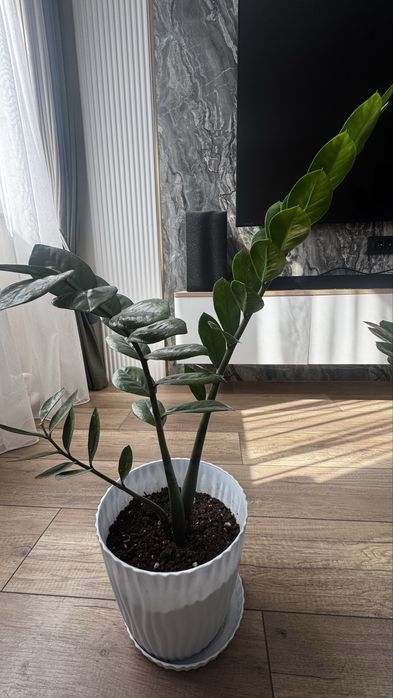 Продам долларовое дерево, Замиокулькас