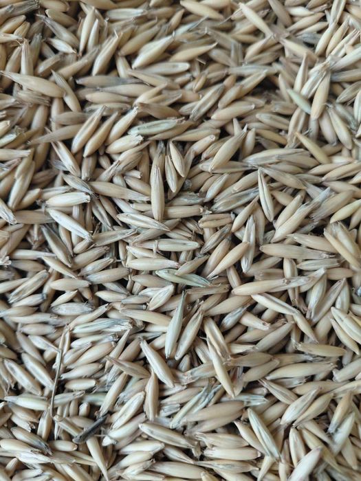 Сули / Suli Qozog’iston tozza 50kg qop vagondan