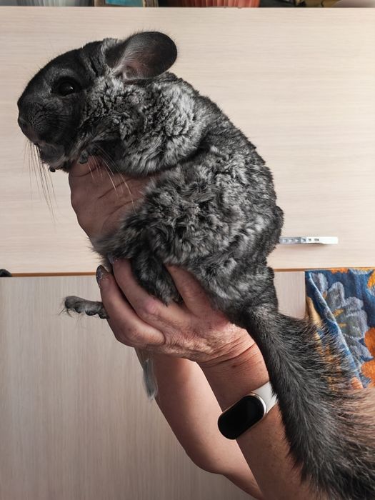 Продается шиншилла