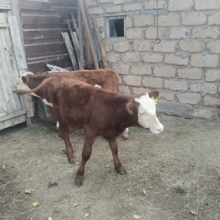 Продам подсосных бычков